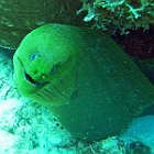 UWBN15-Green Moray 2015  Exif JPEG PICTURE